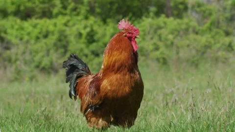 Waving Roster in the meadow Stock Footage 240797493