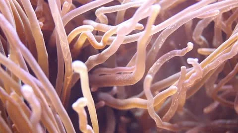 Waving sea anemone Stock Footage 18278837