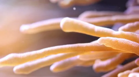 Waving sea anemone Stock Footage 18282238
