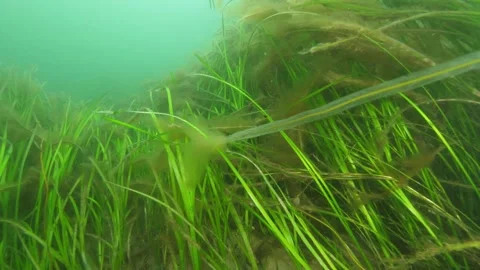 Waving seagrass Stock Footage 141901955
