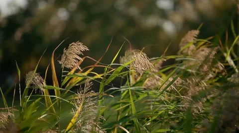 Waving sedge Stock Footage 41892604