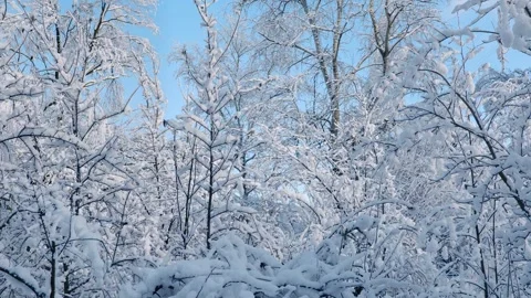 Waving Small Trees Covered with Snow and a Flying Bird Stock Footage 289895352
