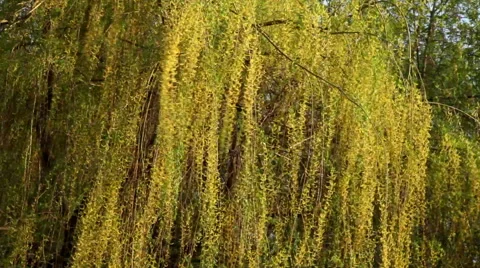 Waving on spring wind dangling branches of drooping willow, Salix babylonica, Stock Footage 49496546
