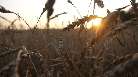 Waving stalks of wheat at sunset Stock Footage 86459876