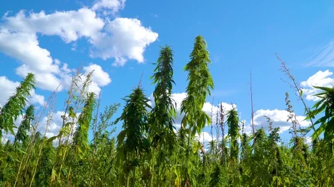 The waving stem of the cannabis plant in the field Stock Footage 95977553