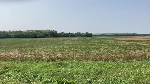 Waving Tall Grass in front of Soybean Field Stock Footage 282628262