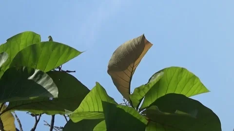 Waving teak leaves Stock Footage 262684408