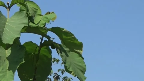 Waving teak leaves Stock Footage 262684411