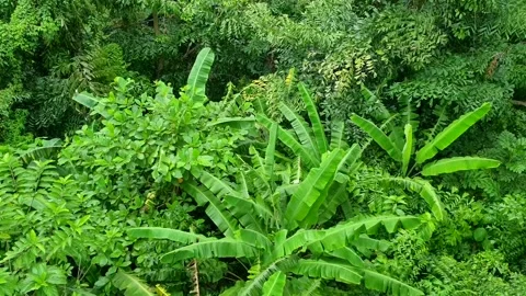 Waving Tropical Tree Leaves Stock Footage 131901775