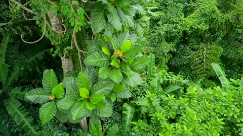 Waving Tropical Tree Leaves Stock Footage 131901778