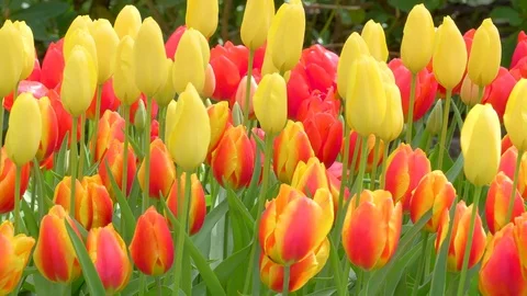 The waving tulips flowers in the garden Stock Footage 79810325