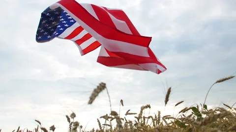 The waving US flag falls on wheat ears in a field against a cloudy sky 스톡 동영상 172552696