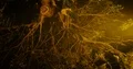 Waving water with night illumination and reflection of mangrove tree 4k or 4k+ Resolution