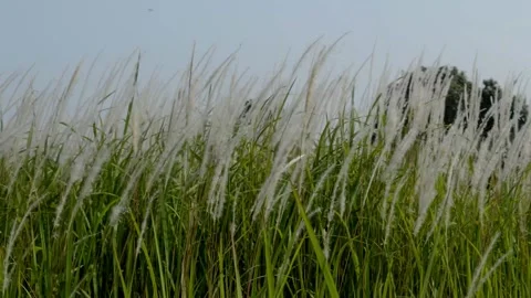 Waving weeds Video stock 229603962