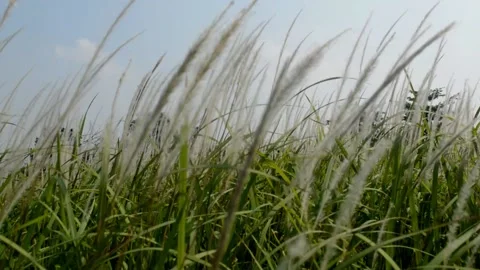 Waving weeds Stock Footage 229603979