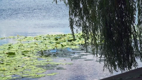 Waving weeping willow fronds over a calm lake Video stock 112150857