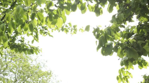 Waving wet tree leafs on rainy sunlight day Video stock 23228256
