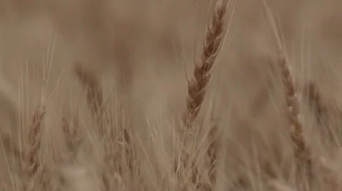 Waving wheat Close Up Stock Footage 35581553
