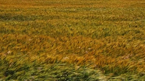 Waving wheat closeup. Stock Footage