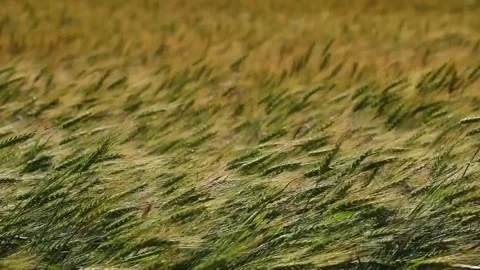 Waving wheat closeup. Video stock 131689650