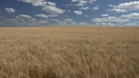 Waving Wheat Field in Great Plains at Harvest Time and Blue Sky Stock Footage