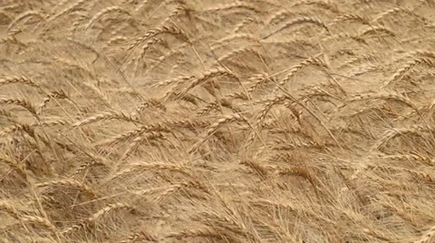 Waving Wheat Field Slo Mo I Stock Footage 32846287