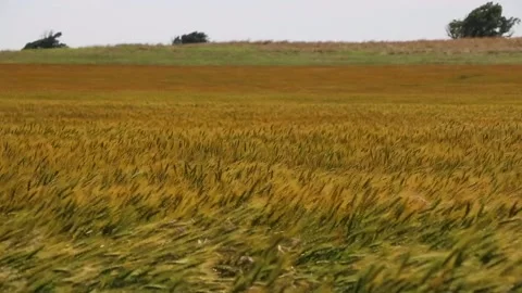 Waving wheat in an Oklahoma field Video stock 131689508