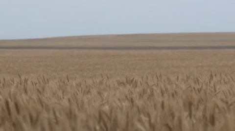 Waving Wheat Pan Stock Footage 35580949
