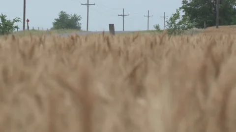 Waving Wheat Road Stock Footage 35576753