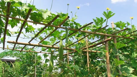 Waving in the Wind: The Bottle Gourd Stock Footage 327448785