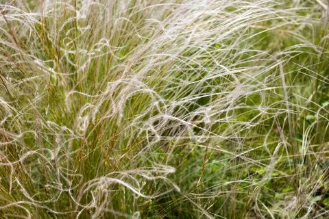 Waving in the wind feather grass Stock Photos