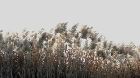 Waving yellow high grasses in the fores Stock Footage 8997120