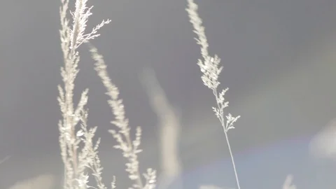 Wavy blades of grass Stock Footage 89695322
