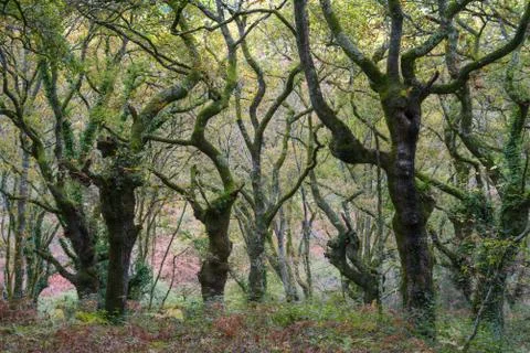 Wavy branches of old oak trees in an autumnal forest Stock Photos