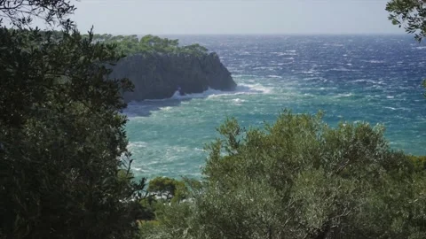 Wavy coastal landscape with olive trees in foreground Stock Footage 168777462