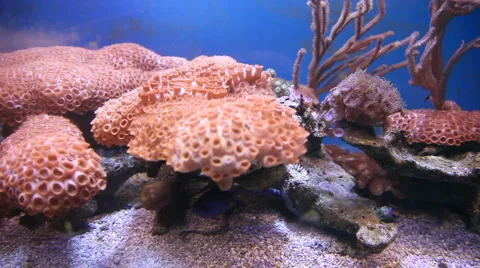 Wavy corals Stock Footage 4208612