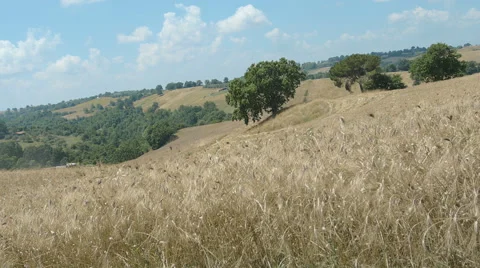 Wavy cornfield moving in the wind: 4k footage, field of wheat Stock Footage 40296695