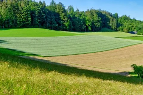 Wavy fields of young grain Stock Photos