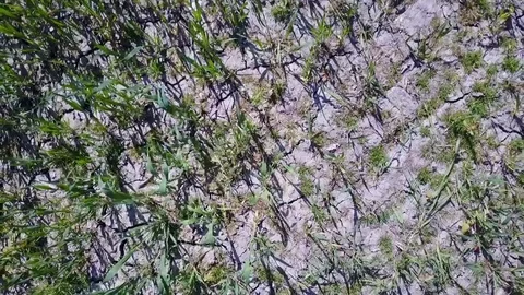 Wavy Grass Vídeo Stock 76191395