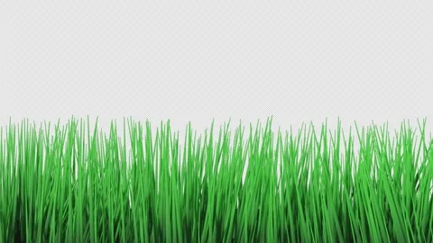 Wavy Grass Stock Footage 248542285