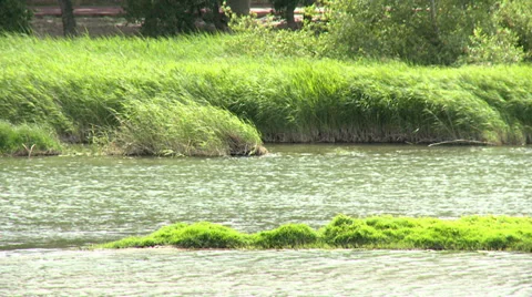 Wavy grass on the shore of the river, windy conditions Stock Footage 38700913
