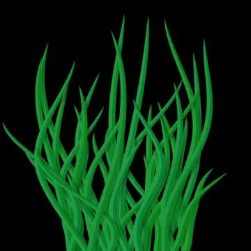 Wavy green grass tussock isolated on black Stock Illustration