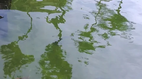 Wavy koi pond Video stock 81989588