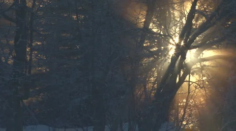 Wavy light forest dynamic 스톡 동영상 1339008