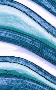 Wavy lines background 写真素材