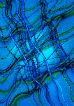 Wavy lines collected from blocks on a blue background Stock Illustration