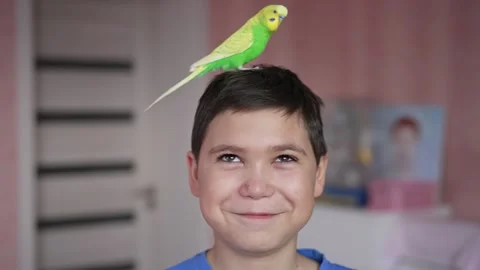 Wavy parrot on boy's head Stock Footage 239651582
