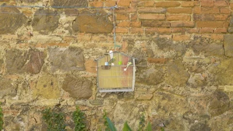 Wavy parrot cage on a brick wall. Stock Footage 134658452