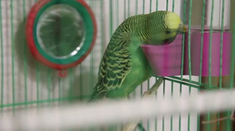 The wavy parrot in the cage falls funny Stock Footage 57109151