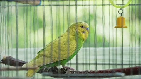 Wavy parrot in a cage Video stock 196986661